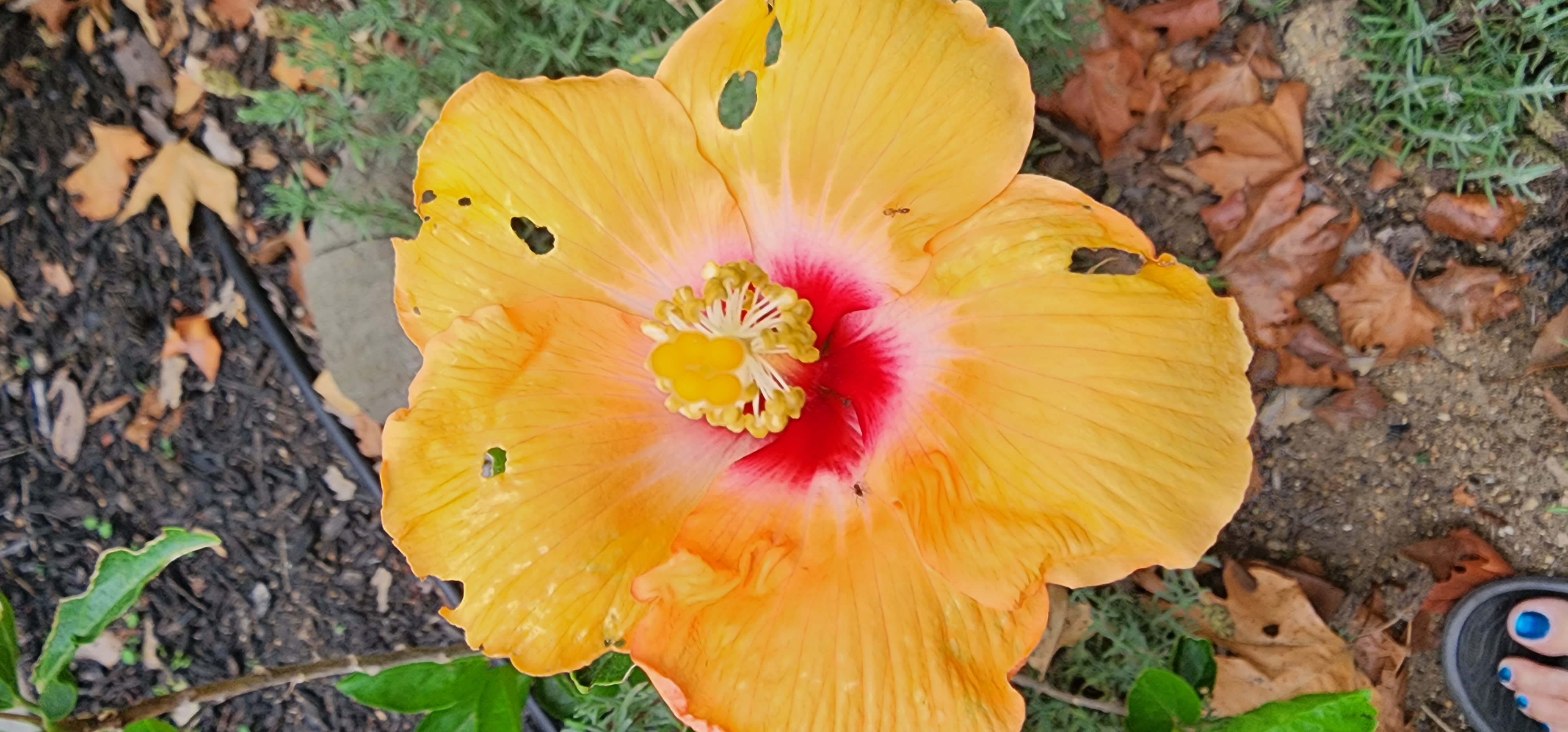 Hibiscus at my house